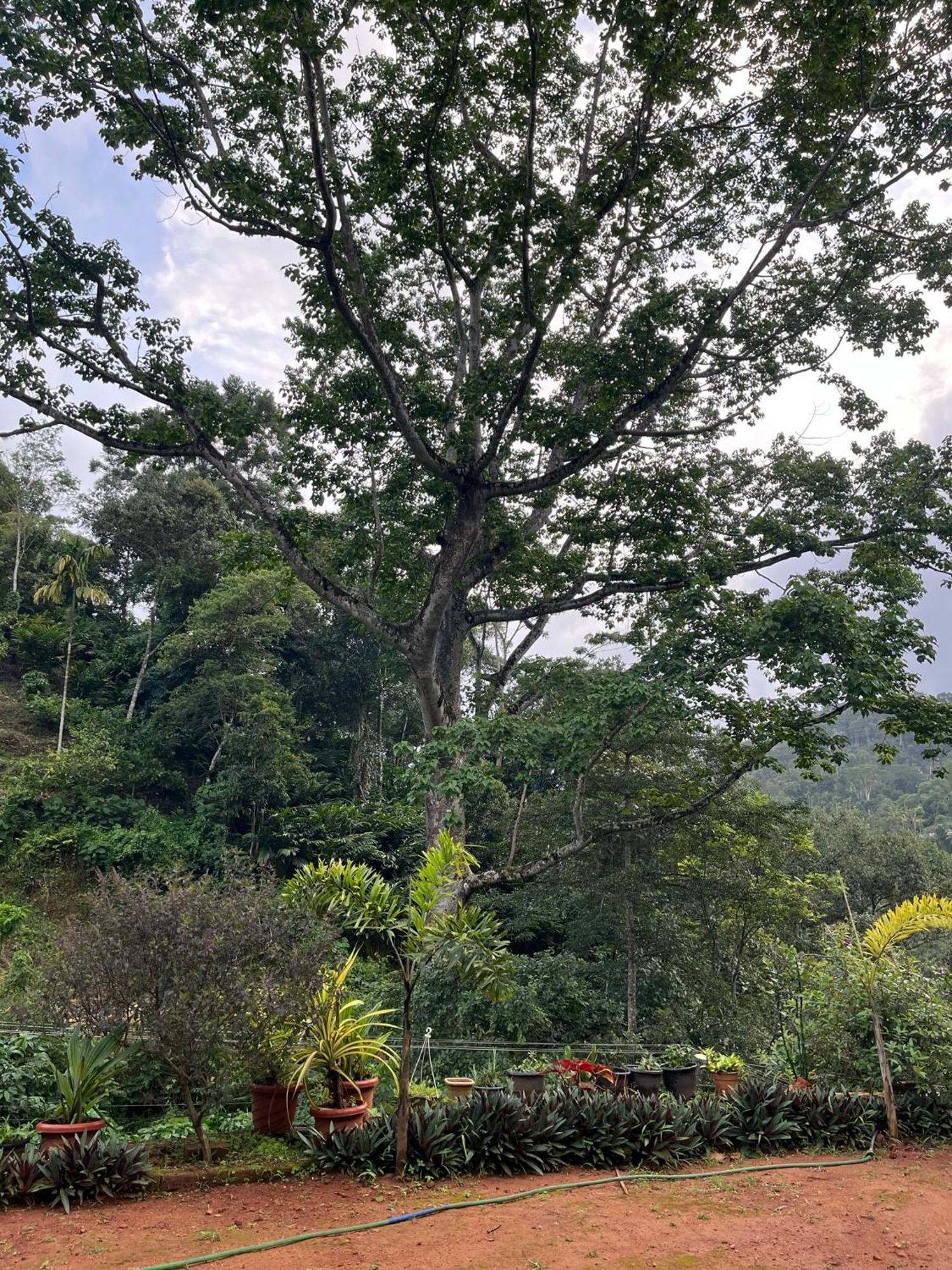 Mount Court Munnar Hotel Kültér fotó